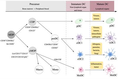 Dendritic Cell Vaccines in Ovarian Cancer